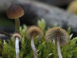  ( - FDS-CA-00642)  @11 [ ] by-nc (2024) Taye Bright Fungal Diversity Survey