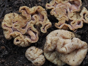  ( - FDS-CA-00646)  @11 [ ] by-nc (2024) Taye Bright Fungal Diversity Survey