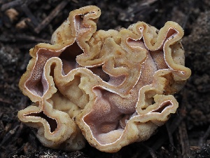  ( - FDS-CA-00646)  @11 [ ] by-nc (2024) Taye Bright Fungal Diversity Survey