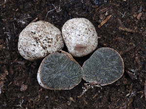  ( - FDS-CA-00647)  @11 [ ] by-nc (2024) Taye Bright Fungal Diversity Survey