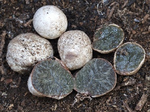  (Hysterangium sp. PNW03 - FDS-CA-00647)  @11 [ ] by-nc (2024) Taye Bright Fungal Diversity Survey