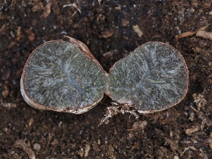  ( - FDS-CA-00647)  @11 [ ] by-nc (2024) Taye Bright Fungal Diversity Survey