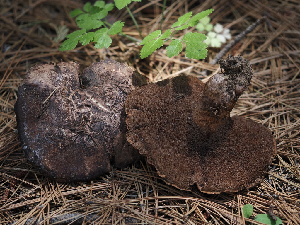  ( - FDS-CA-00648)  @11 [ ] by-nc (2024) Taye Bright Fungal Diversity Survey
