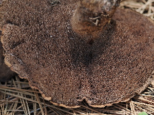  ( - FDS-CA-00648)  @11 [ ] by-nc (2024) Taye Bright Fungal Diversity Survey