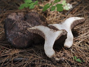  ( - FDS-CA-00648)  @11 [ ] by-nc (2024) Taye Bright Fungal Diversity Survey