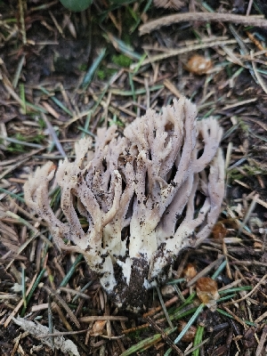  ( - FDS-CA-05169)  @11 [ ] by (2024) Mandy Hackney Fungal Diversity Survey
