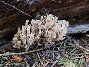  ( - FDS-CA-05169)  @11 [ ] by (2024) Mandy Hackney Fungal Diversity Survey