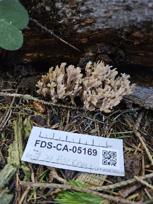  ( - FDS-CA-05169)  @11 [ ] by (2024) Mandy Hackney Fungal Diversity Survey