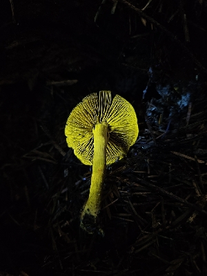  ( - FDS-CA-05175)  @11 [ ] by (2024) Mandy Hackney Fungal Diversity Survey