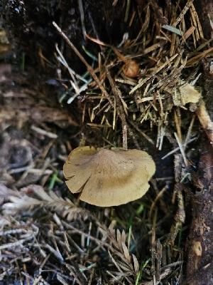  ( - FDS-CA-05175)  @11 [ ] by (2024) Mandy Hackney Fungal Diversity Survey