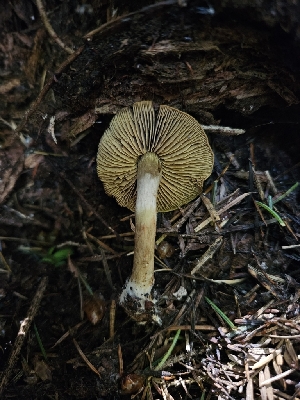  ( - FDS-CA-05175)  @11 [ ] by (2024) Mandy Hackney Fungal Diversity Survey