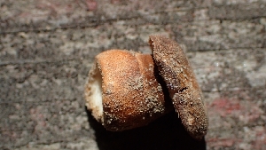  ( - FDS-CA-02593)  @11 [ ] by-nc (2024) Sadie Hickey Fungal Diversity Survey