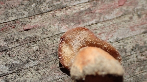  ( - FDS-CA-02593)  @11 [ ] by-nc (2024) Sadie Hickey Fungal Diversity Survey