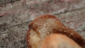  ( - FDS-CA-02593)  @11 [ ] by-nc (2024) Sadie Hickey Fungal Diversity Survey
