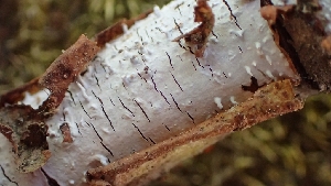  (Peniophora sp. CA04 - FDS-CA-02520)  @11 [ ] by-nc (2024) Sadie Hickey Fungal Diversity Survey