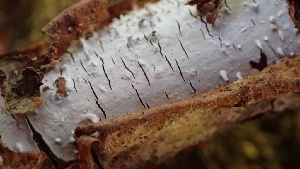  ( - FDS-CA-02520)  @11 [ ] by-nc (2024) Sadie Hickey Fungal Diversity Survey