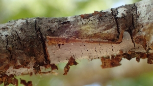  ( - FDS-CA-02520)  @11 [ ] by-nc (2024) Sadie Hickey Fungal Diversity Survey