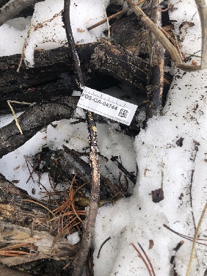  ( - FDS-CA-04744)  @11 [ ] by (2024) Justin Paulin Fungal Diversity Survey