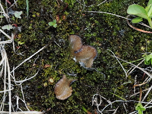  ( - FDS-CA-04739)  @11 [ ] by (2024) Justin Paulin Fungal Diversity Survey