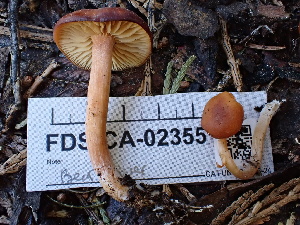  ( - FDS-CA-02355)  @11 [ ] by-nc (2024) Jaren Hockert Fungal Diversity Survey