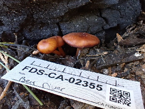  ( - FDS-CA-02355)  @11 [ ] by-nc (2024) Jaren Hockert Fungal Diversity Survey