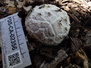  ( - FDS-CA-02356)  @11 [ ] by-nc (2024) Jaren Hockert Fungal Diversity Survey
