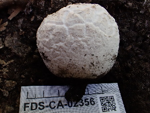  ( - FDS-CA-02356)  @11 [ ] by-nc (2024) Jaren Hockert Fungal Diversity Survey