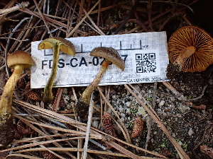  ( - FDS-CA-02357)  @11 [ ] by-nc (2024) Jaren Hockert Fungal Diversity Survey