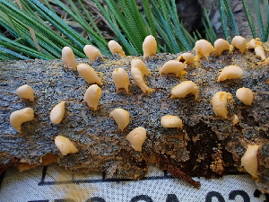  (Cronartium ribicola - FDS-CA-02358)  @11 [ ] by-nc (2024) Jaren Hockert Fungal Diversity Survey