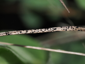  (Apiosporaceae - FDS-CA-04741)  @11 [ ] by (2024) Justin Paulin Fungal Diversity Survey