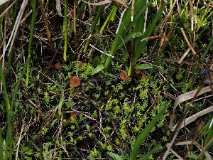  ( - FDS-CA-04742)  @11 [ ] by (2024) Justin Paulin Fungal Diversity Survey