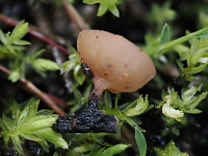  ( - FDS-CA-04742)  @11 [ ] by (2024) Justin Paulin Fungal Diversity Survey