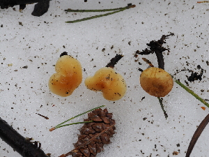  ( - FDS-CA-04743)  @11 [ ] by (2024) Justin Paulin Fungal Diversity Survey
