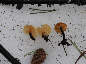  ( - FDS-CA-04743)  @11 [ ] by (2024) Justin Paulin Fungal Diversity Survey