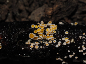  ( - FDS-CA-04744)  @11 [ ] by (2024) Justin Paulin Fungal Diversity Survey
