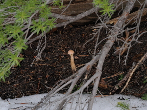  ( - FDS-CA-04745)  @11 [ ] by (2024) Justin Paulin Fungal Diversity Survey
