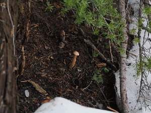  ( - FDS-CA-04745)  @11 [ ] by (2024) Justin Paulin Fungal Diversity Survey
