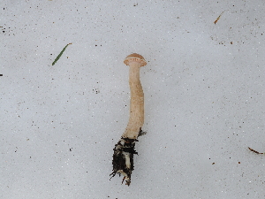 ( - FDS-CA-04745)  @11 [ ] by (2024) Justin Paulin Fungal Diversity Survey