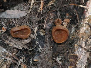  (Peziza sp. CA10 - FDS-CA-04746)  @11 [ ] by (2024) Justin Paulin Fungal Diversity Survey