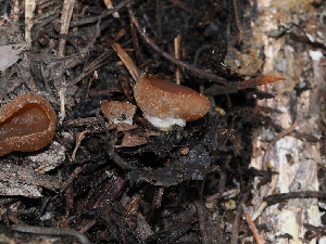  ( - FDS-CA-04746)  @11 [ ] by (2024) Justin Paulin Fungal Diversity Survey