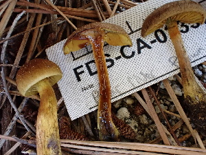  ( - FDS-CA-02357)  @11 [ ] by-nc (2024) Jaren Hockert Fungal Diversity Survey