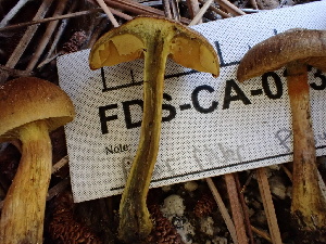  ( - FDS-CA-02357)  @11 [ ] by-nc (2024) Jaren Hockert Fungal Diversity Survey