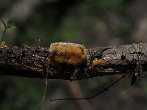  ( - FDS-CA-04286)  @11 [ ] by-nc (2024) Fresno Mycology Society Fungal Diversity Survey