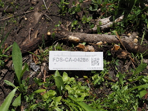  ( - FDS-CA-04286)  @11 [ ] by-nc (2024) Fresno Mycology Society Fungal Diversity Survey