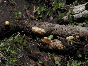  ( - FDS-CA-04286)  @11 [ ] by-nc (2024) Fresno Mycology Society Fungal Diversity Survey