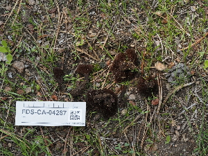  ( - FDS-CA-04287)  @11 [ ] by-nc (2024) Fresno Mycology Society Fungal Diversity Survey