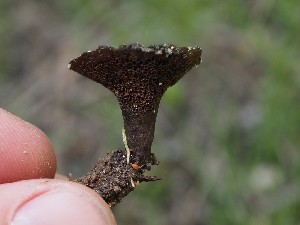  ( - FDS-CA-04287)  @11 [ ] by-nc (2024) Fresno Mycology Society Fungal Diversity Survey
