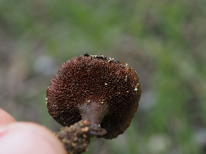  ( - FDS-CA-04287)  @11 [ ] by-nc (2024) Fresno Mycology Society Fungal Diversity Survey