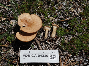  ( - FDS-CA-04289)  @11 [ ] by-nc (2024) Fresno Mycology Society Fungal Diversity Survey
