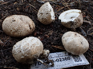  ( - FDS-CA-02360)  @11 [ ] by-nc (2024) Jaren Hockert Fungal Diversity Survey